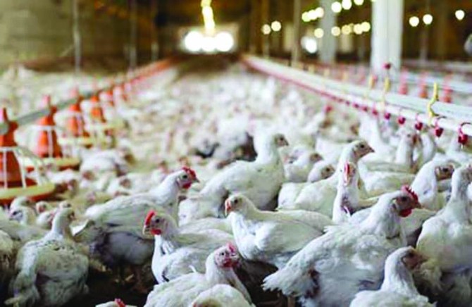 Poultry import from Canadian province banned