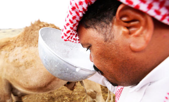 Camel milk consumption drops over MERS fears