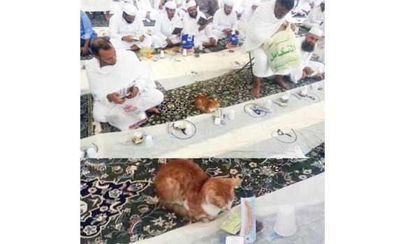 Netizens hail feline’s respect for Ramadan