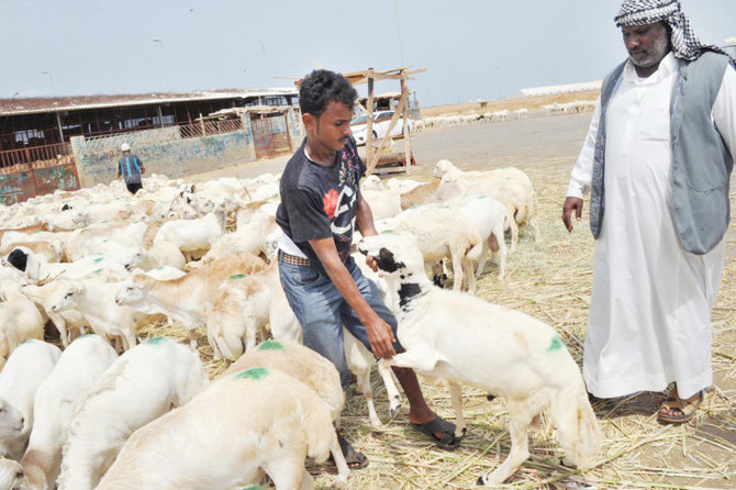 Kingdom imports 3 million sheep and camels for Haj