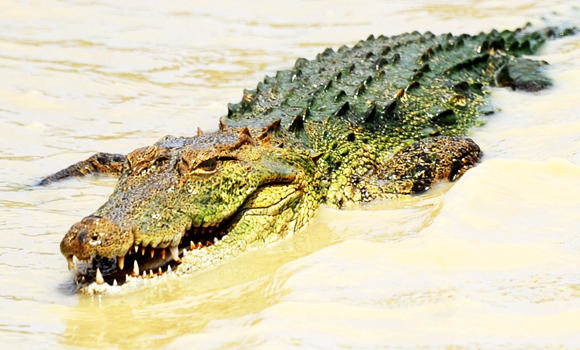 Crocodile heads dumped in Australian town