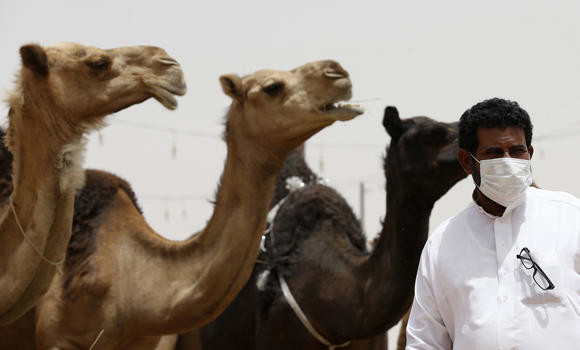 7,700 camels carry MERS virus