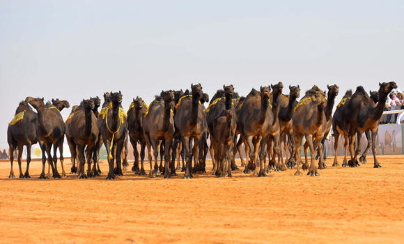 MERS fears send camel prices crashing