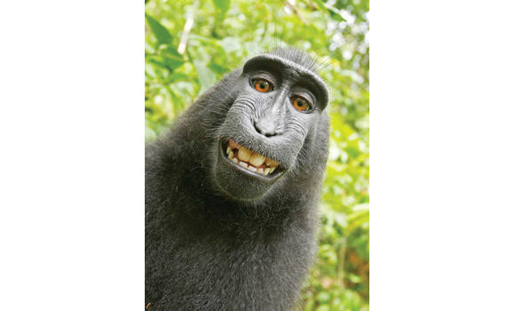 PETA sues to give monkey copyright of selfie photos | Arab News