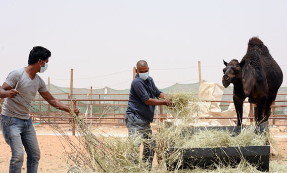 ‘No conclusive proof’ camels spread MERS: Expert