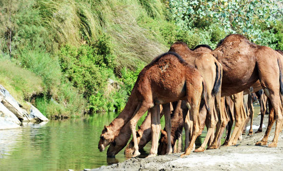 Owners question camels’ link with MERS