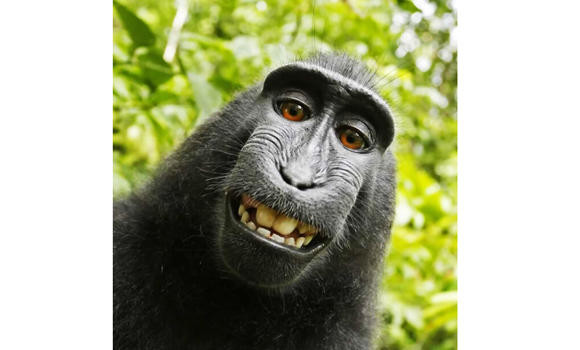 Monkey cannot own copyright to ‘selfie,’ US judge says | Arab News