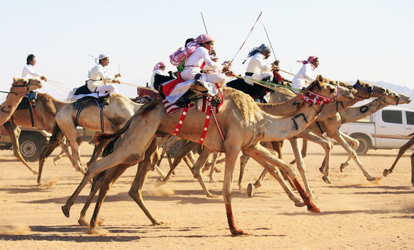 ‘Stay away from young camels’