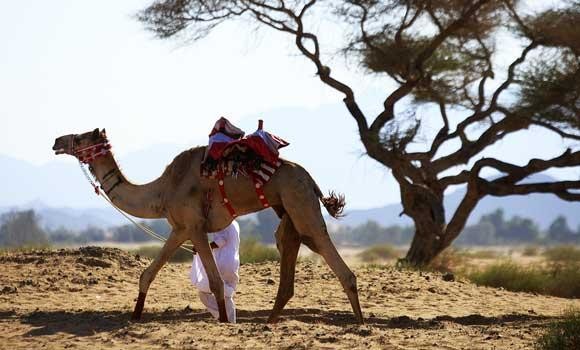 MERS monitoring ordered after camels test positive for virus