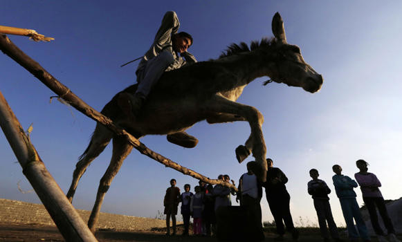 Jumping donkey leaps to fame in Egyptian village