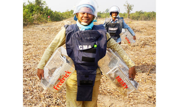 Smart rats sniffing out Cambodia’s vast mine fields