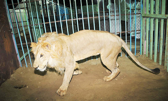 Endangered animals being bred in KSA