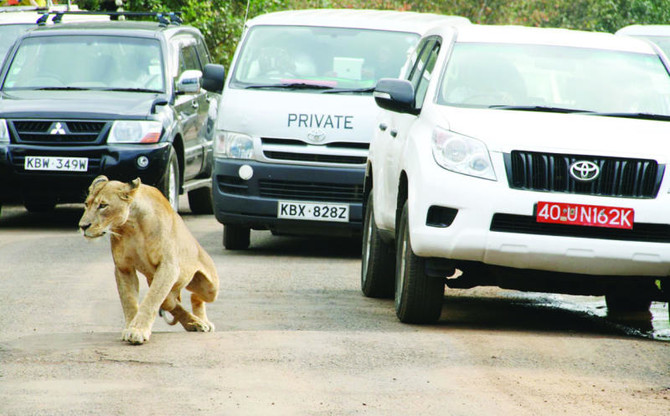 Stray lion mauls man in Nairobi