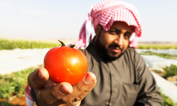 550,000 tons of tomatoes produced locally per year