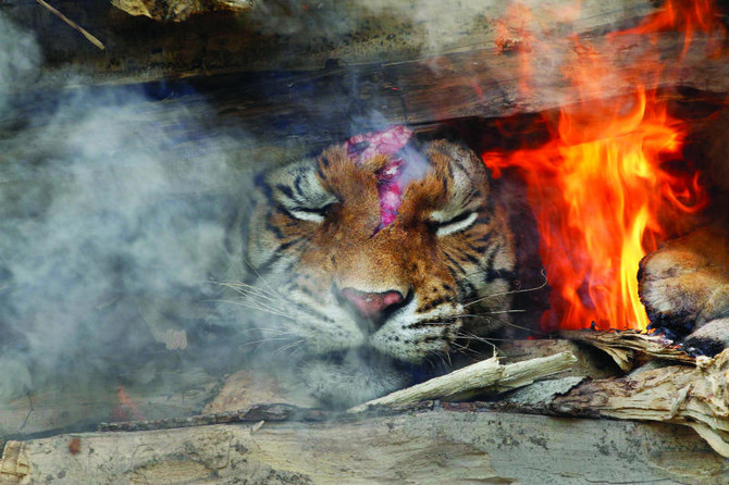 Tiger countries agree to preserve big-cat habitats