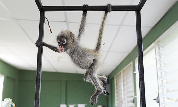 Nearly 50 starving monkeys rescued