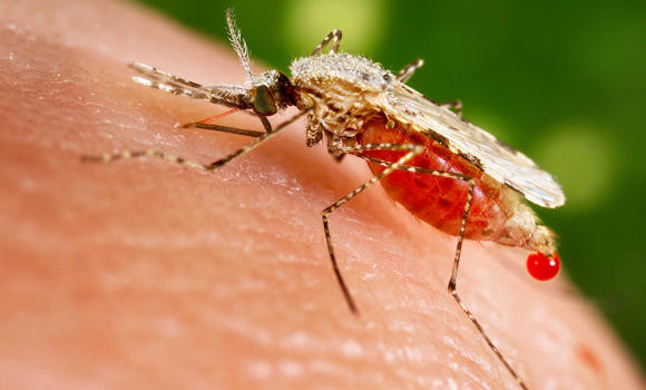 96% of malaria patients are foreigners