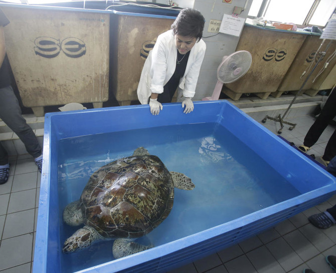 Thailand's coin-eating turtle dies of blood poisoning