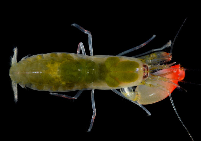 New sonic blast shrimp named after Pink Floyd