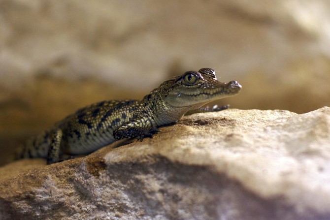 Baby crocodile found in suburban Australia returned to zoo