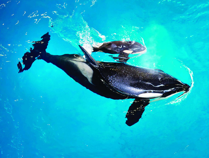 Baby orca! Last killer whale is born at a SeaWorld park