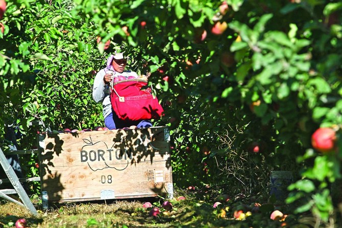 Robotic fruit pickers may help orchards with worker shortage