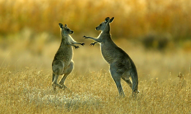 Kangaroo caught on video attacking girl at US animal park