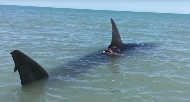 Massive great white shark filmed swimming into shallow waters