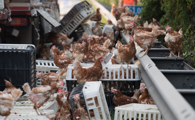 Thousands of chickens block Austrian motorway