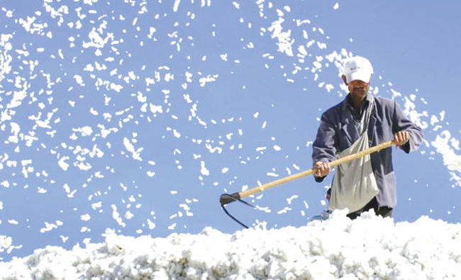 Egypt to double its cotton production, export