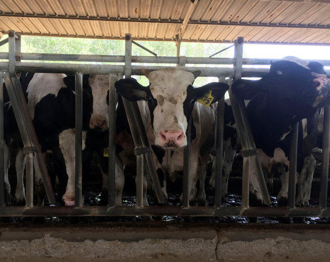 First batch of airlifted dairy cows land in Doha