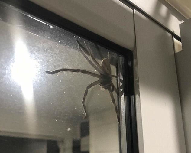 What nightmares are made of? Giant spider pays family a friendly visit