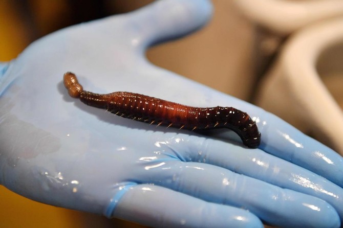 The story of how a worm turned... into a bringer of medical miracles