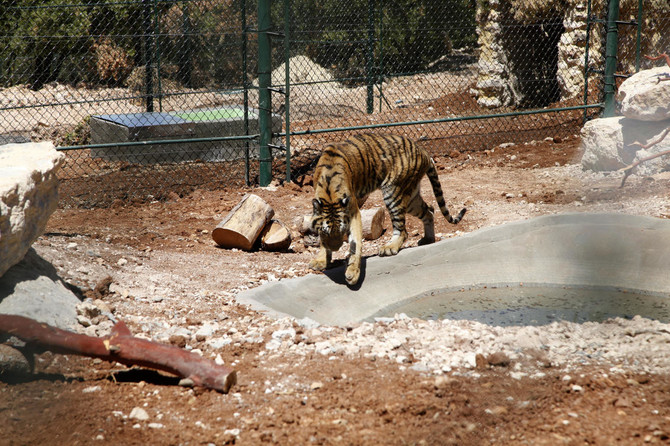 Lions, tigers, from Aleppo evacuated to Jordan