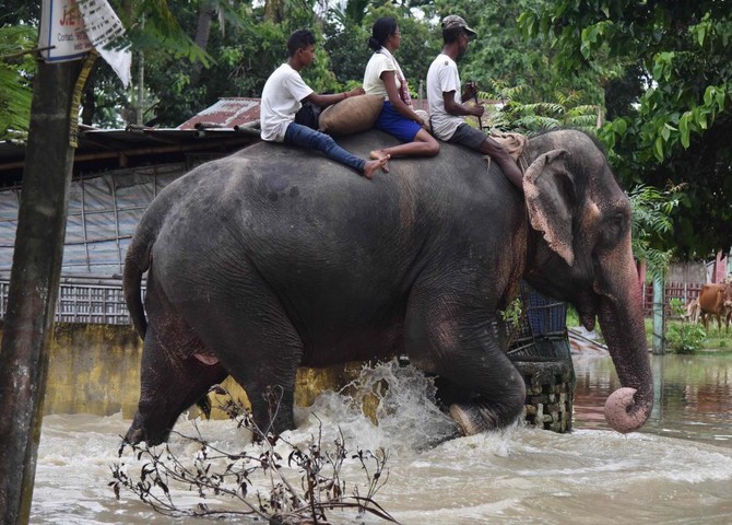 Elephants help rescue hundreds from flooded Nepali safari park