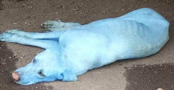 Mumbai why do you turn your stray dogs blue?