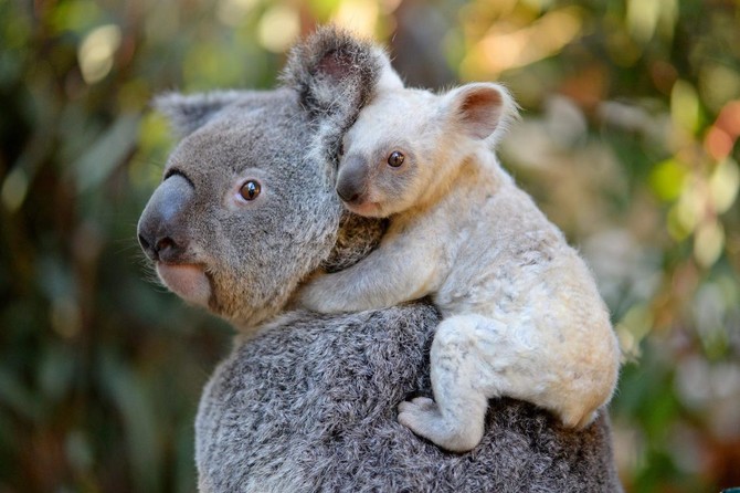 Rare white koala born at Australian zoo