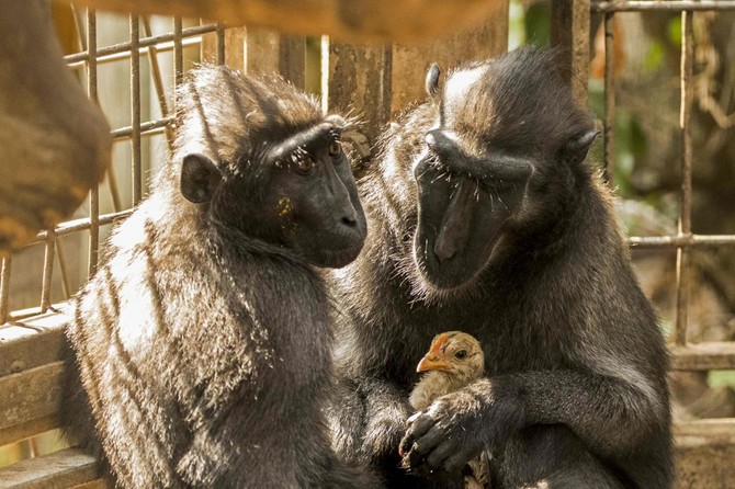 Loveless monkey adopts chicken at Israeli zoo