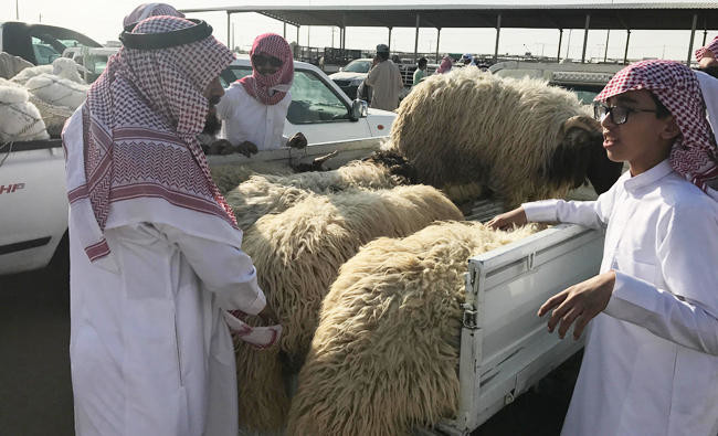 King Salman to cover cost of sacrificial animals for 5,000 pilgrims on Hajj program