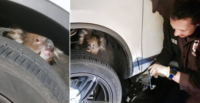 Koala survives 16 km drive trapped under 4WD