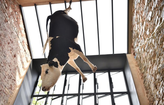 Hanging cow at Australia restaurant sparks controversy