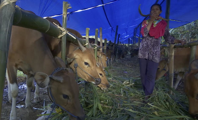 Moo-ving tale: Race to save Bali cows from volcanic oblivion