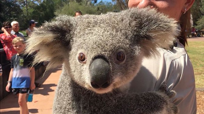 Lovelorn koala nabbed after zoo escape in hunt for mate