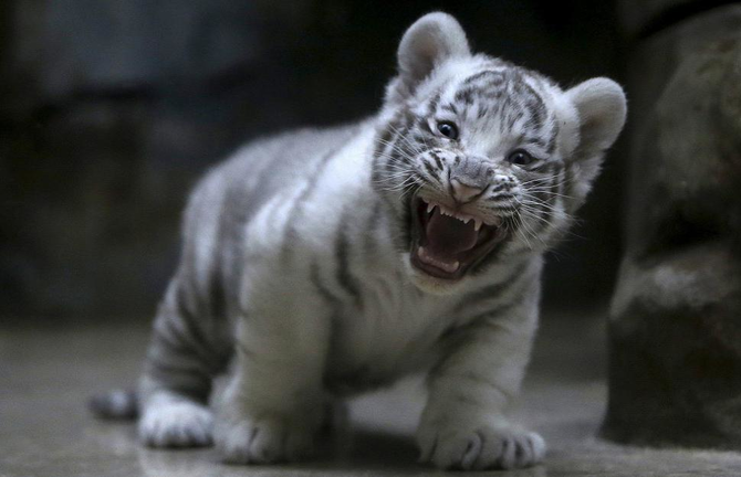 White tiger cubs maul keeper to death in India