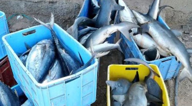 Oman authorities destroy thousands of tons of fish over hygiene concerns