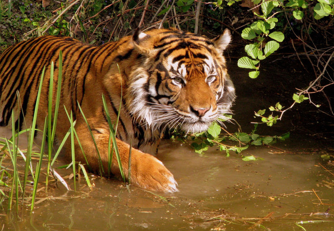 Indian rangers hunt ‘man-eating’ tiger