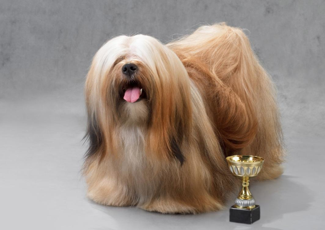 Jeddah’s criminal court clears dog beauty pageant organizers