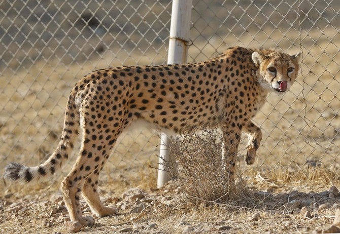 Iran's World Cup jerseys have a cheetah on them 