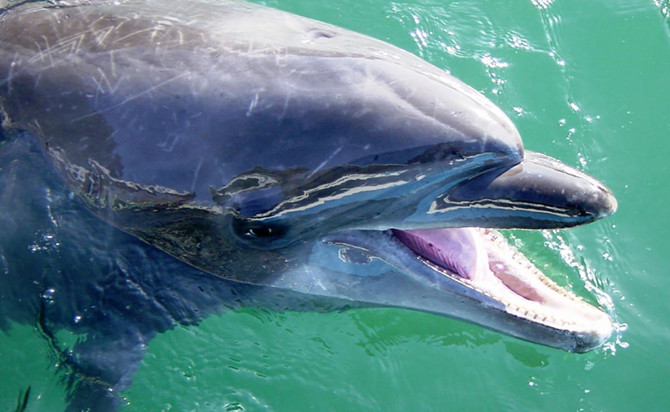 Longest living dolphin in captivity dies at Japan aquarium