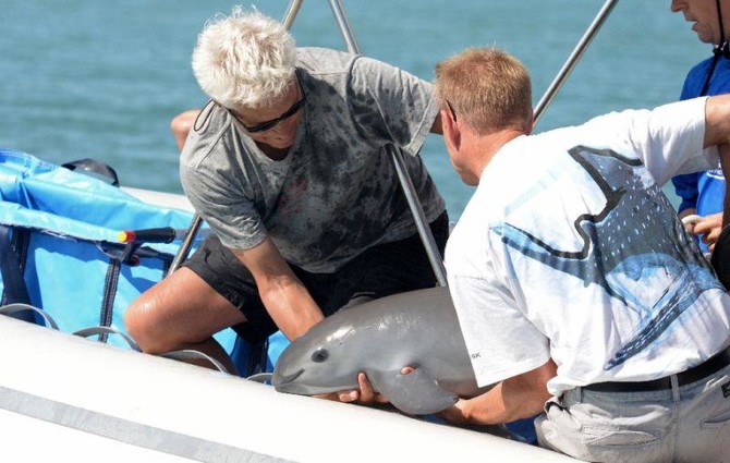 Mexico captures rare vaquita porpoise in bid to save species